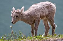 Image of a bighorn lamb